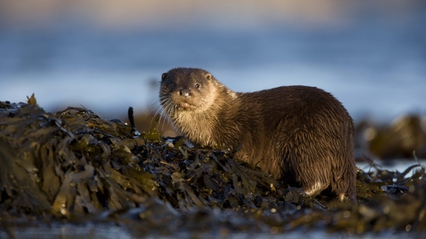 European otter | Shropshire Wildlife Trust